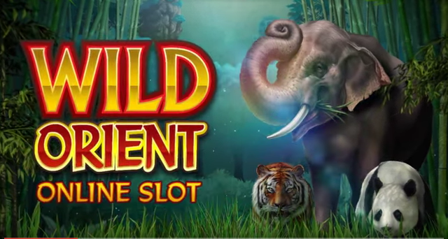 wild-orient-preview